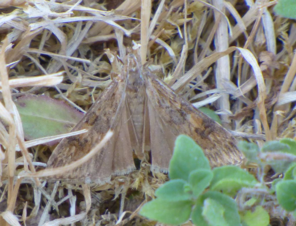 Farfalla da indentificare - Nomophila noctuella, Crambidae